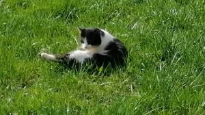 24.04.2025. Котики Ляхово