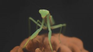 Танцор диско — богомол Гена!