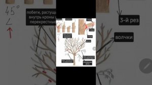 Зимняя обрезка плодовых деревьев