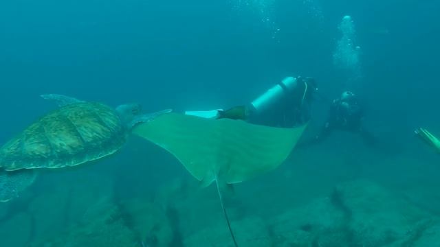 Tenerife'18 part2 HUGE STINGRAY