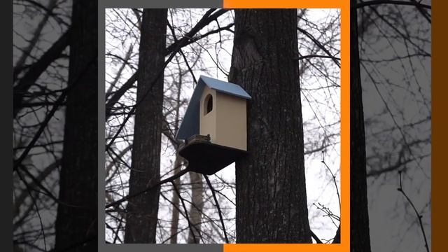 В Нагорном парке выпустили белок смотреть онлайн