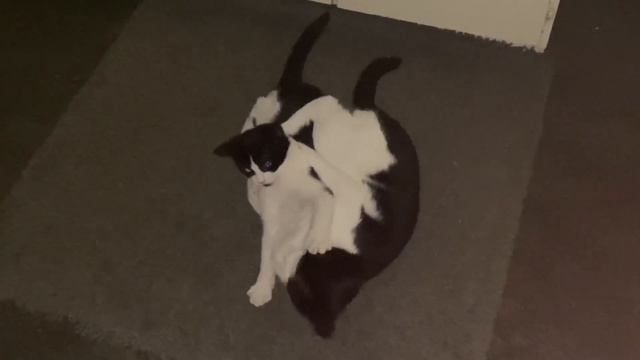 Кошачьи ласки😻