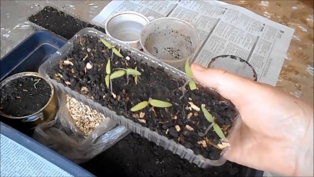 помидор, вкусная реальность смотреть онлайн