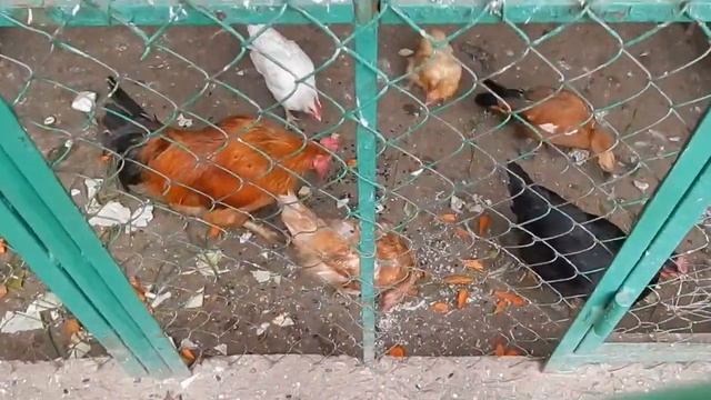 DSCN2374 22 10 2016 Г КАФЕ ..... смотреть онлайн