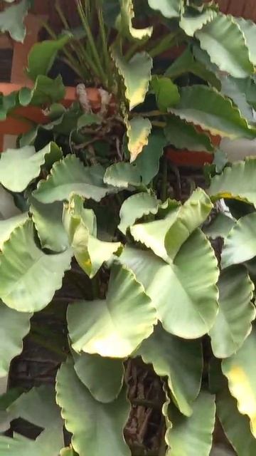 My Neighbour Epipremnum Giganteum смотреть онлайн