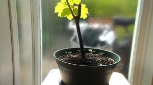 Бонсай из клёна. Начало работы. Часть 1.