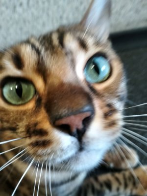 чешу кота