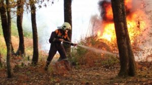 16764486012202 Берегите лес