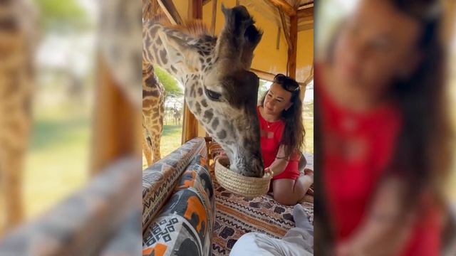 Отель с жирафами в Танзании | Парк Сервал | Туроператор Сафари Занзибари смотреть онлайн