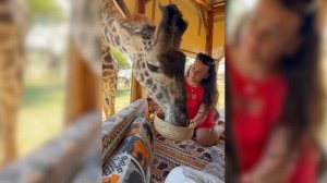 Отель с жирафами в Танзании | Парк Сервал | Туроператор Сафари Занзибари