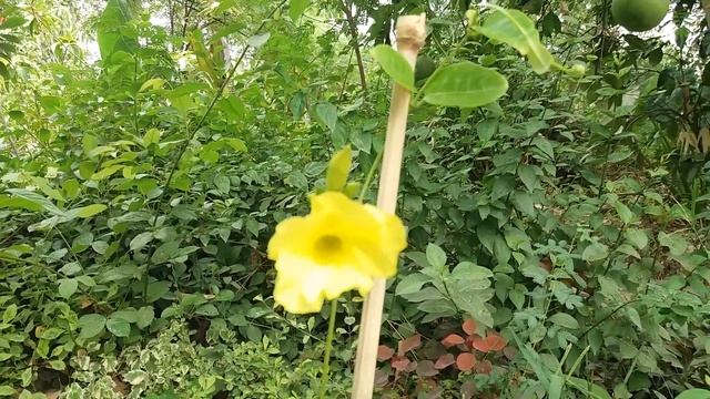 How to Care Allamanda Plant.Yellow Flowering Plants.thats fast growing plant