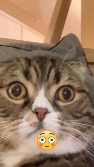 Neko cafe 🐱#shorts #twitch #твичнарезки #cat #irl #neko #tattionme смотреть онлайн