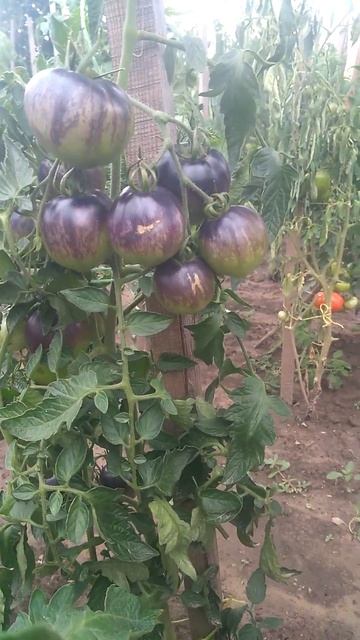 Окраса городу. "Озарк захід" ("Ozark Sunset" ) смотреть онлайн