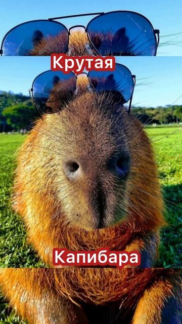 Какая ты капибара по жизни (1 часть) #capybara #memes #edit смотреть онлайн