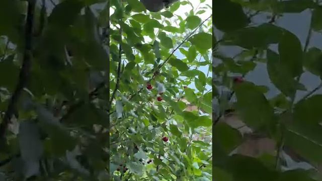 Обзор дачи