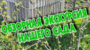 Обзор нашего любимого сада