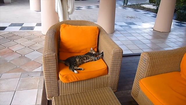 TR: Cats in Limak Limra Hotel Turkey. Katzen im Limak Limra. Кошки в Лимак Лимра.