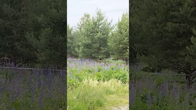 Усадьба "Долгорукий"близ Суздаля #суздаль#россия #путешествия смотреть онлайн