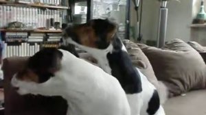 jack russell   tara u. ihre schwester  jaina singen