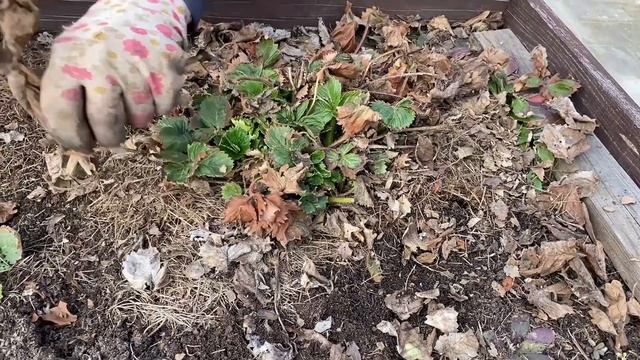 На даче в деревнеСею капусту в теплицуЗамело снегом Моя рассада05апреля2025