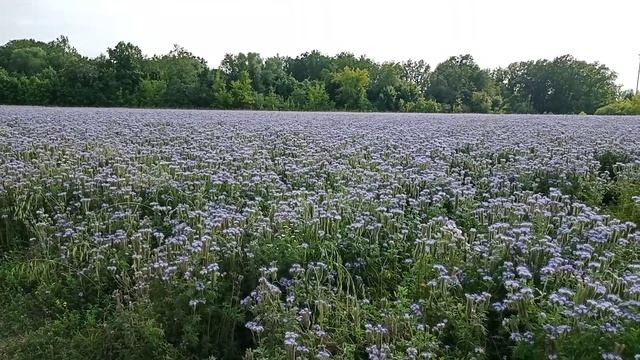 По полям и весям выпуск 2 смотреть онлайн