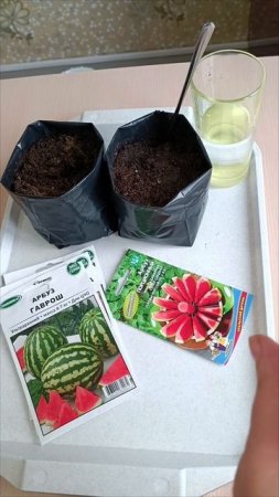 Арбузики для теплицы🍉🍉🍉