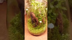 Влажный флорариум с микрантемумом (Micranthemum "Monte Carlo" sp.)