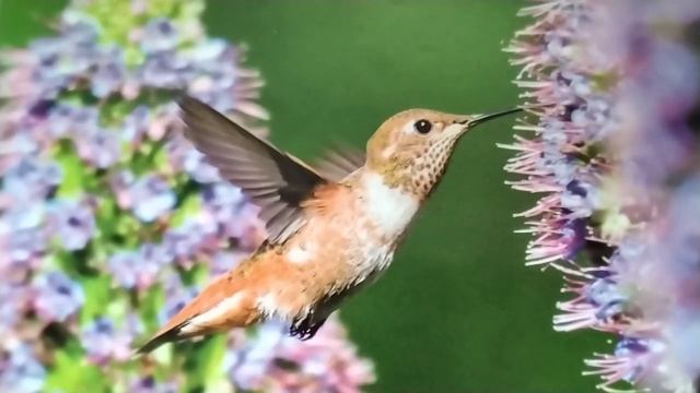 03.06.2024. Стихотворение "Колибри". Читает автор: Розалия Шейхон. смотреть онлайн