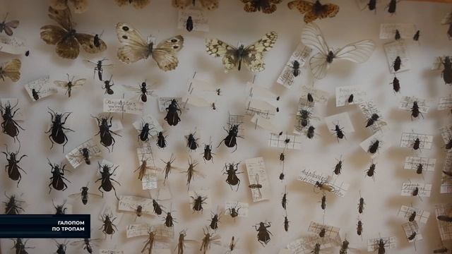 Путешествие по заповедному миру - в программе "Галопом по тропам" смотреть онлайн