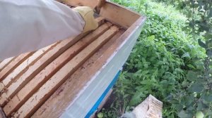 Будем кормить пчёл сиропом, этот год без мёда