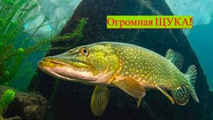 КЛЮНУЛА ОЧЕНЬ ЗЛАЯ ЩУКА! ЛОВЛЯ ХИЩНИКА В РЕКЕ. РЫБАЛКА 2025. ЛОВЛЯ ЩУКИ НА СПИННИНГ.