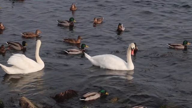 В Феодосию на зимовку прилетели лебеди смотреть онлайн
