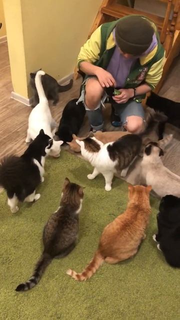 Котокафе в Москве