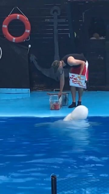 Кит художник))) смотреть онлайн