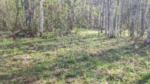 🌸 Где встретить весенние цветы и увидеть деревенского кота в лесу – Natures Quiet Retreat