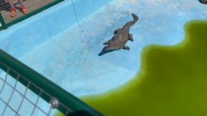 Отель Фюнф 5 Звезд Анапа . 08.06.24 Парк динозавров