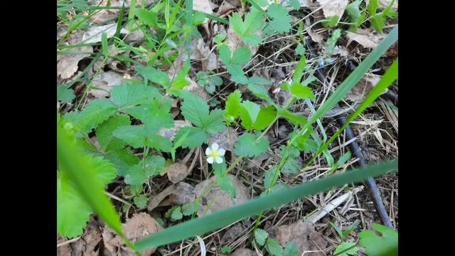 ОТДЫХ НА УРАЛЕ @ЕленаиСергейБородины смотреть онлайн