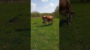веду корову на водопой