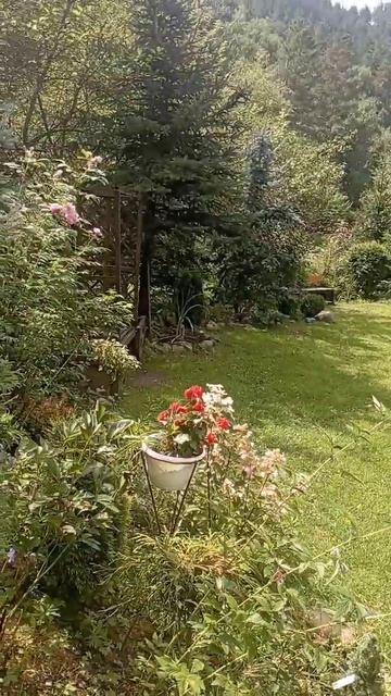 Сад пионов на Алтае#алтай#travel #сад#алтайкарулит смотреть онлайн