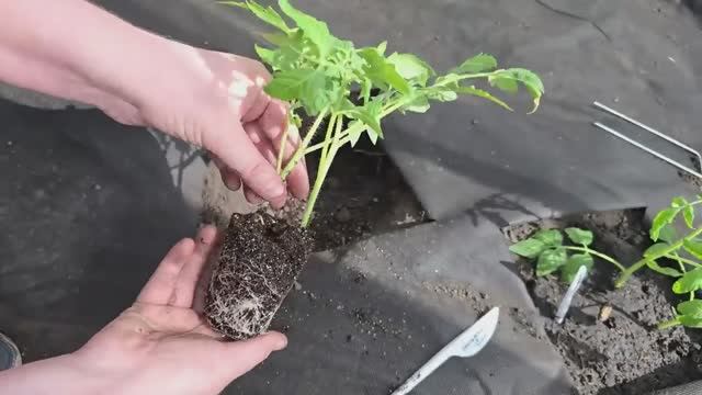 Киньте в лунку при посадке ТОМАТОВ, перцев, огурцов и дадут много урожая и не будут болеть
