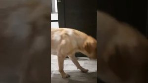 Жди меня. Лабрадор встречает хозяина после работы