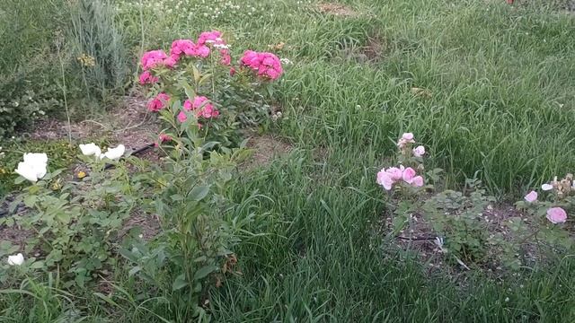 Как создать свой розарий🌹😍🌹. НЕпрофессиональный взгляд😎 на розы🌹❤🌹