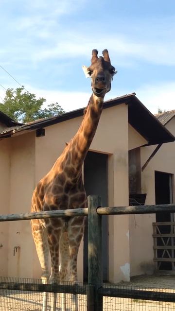 упортый жираф 👌 смотреть онлайн