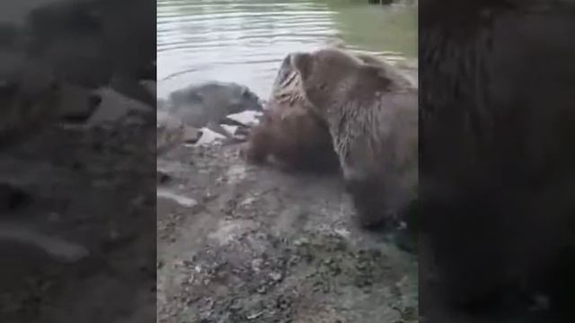Волки против медведей