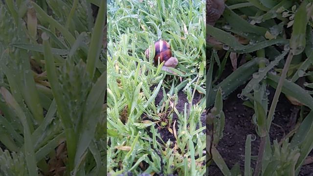 VID_20250424_055650