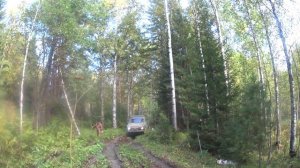 На промысле кедрового ореха. Кедровая лихорадка.