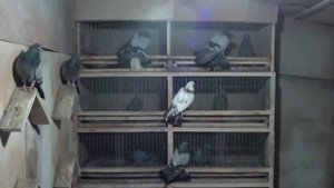 СИЗЫЕ ГОЛУБИ!ВИТАЛИЯ РЫЖКОВА!08.02.22!