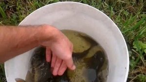 Контрольный облов на дачном пруду - карп и карась (31.08.16)