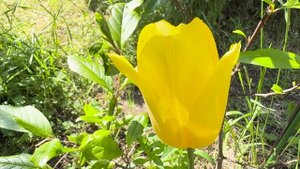 Жёлтый тюльпан