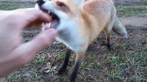 ОТДАЙ САЛО лесная версия.